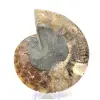 Fossile di ammonite pezzo unico - 4