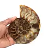 Ammonite fossilizzata - 0