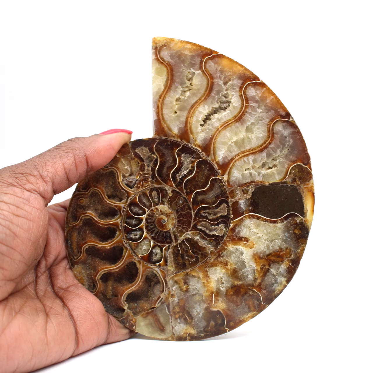 Ammonite fossilizzata