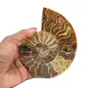 Ammonite del Madagascar - 0