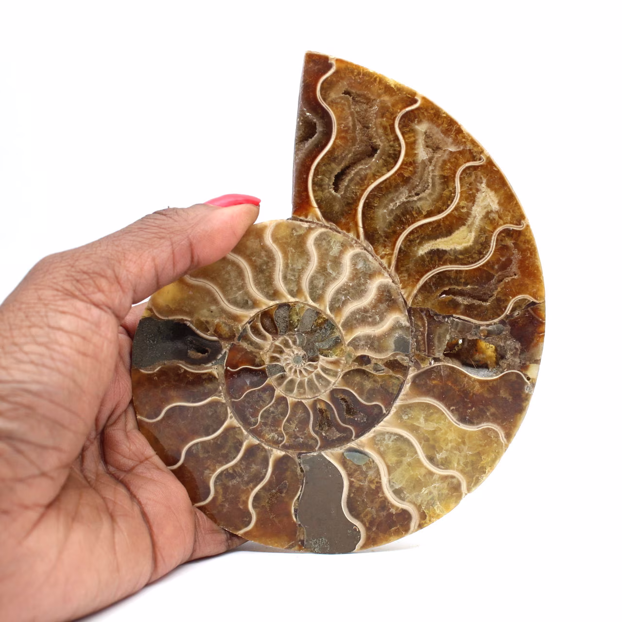Ammonite del Madagascar