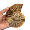 Ammonita - 0