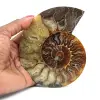 Ammonite fossilizzata lucida - 0