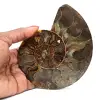 Ammonite naturale fossile - 0