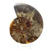 Ammonite naturale fossile - 1