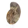 Ammonite naturale fossile - 2
