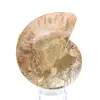 Ammonite naturale fossile - 4
