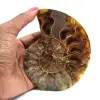 Ammonite del Madagascar - 0