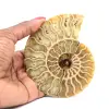 Fossile di ammonite lucidato - 0