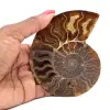 Ammonite fossile lucidata del Madagascar - 0