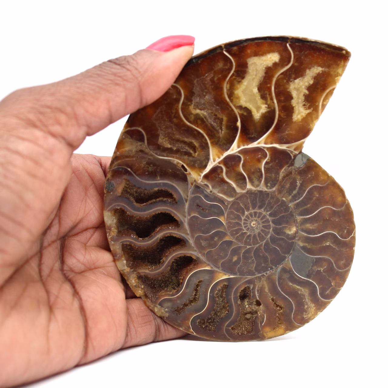 Ammonite fossile lucidata del Madagascar