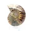Ammonite un pezzo - 4