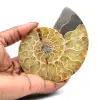 Ammonite del Madagascar - 0