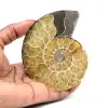 Ammonita - 0