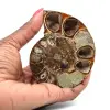 Ammonite segata lucida - 0