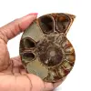 Ammonite fossilizzata lucida - 0