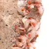 Cristalli di vanadinite - 4