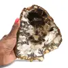 Legno fossilizzato naturale lucidato - 0