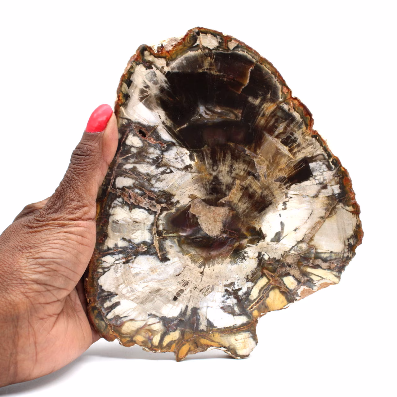 Legno fossilizzato naturale lucidato