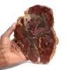 Fetta di legno silicizzato del Madagascar - 0