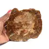 Legno pietrificato del Madagascar - 0