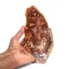 Legno fossilizzato naturale lucidato - 0