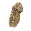 Trilobite grezzo dal Marocco - 1