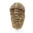 Trilobite grezzo dal Marocco