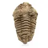 Trilobite fossile grezzo - 0
