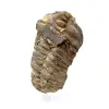 Trilobite grezzo - 1