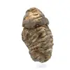Trilobite grezzo - 2
