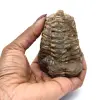 Trilobite grezzo - 3
