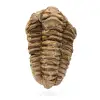Trilobite Fossile Marocco - 0