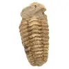 Fossile di trilobite dal Marocco - 0