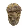 Trilobite fossile dal Marocco - 0