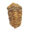 Fossile di trilobite - 0