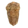 Trilobite fossile - 0
