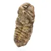 Trilobite dal Marocco - 1