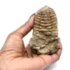 Trilobite dal Marocco - 3