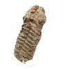 Trilobite fossile grezzo - 1