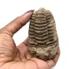 Trilobite fossile grezzo - 3