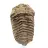 Trilobite fossile grezzo