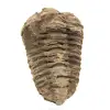 Trilobite grezzo - 0