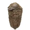 Trilobite Fossile Marocco - 0