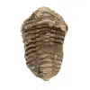 Fossile di trilobite dal Marocco - 0
