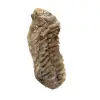 Fossile di trilobite dal Marocco - 1