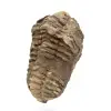 Fossile di trilobite dal Marocco - 2