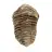Fossile di trilobite dal Marocco