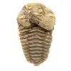 Fossile di trilobite - 0