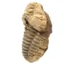 Fossile di trilobite - 1